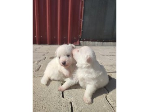 Pomeranian spitz köpeğimiz