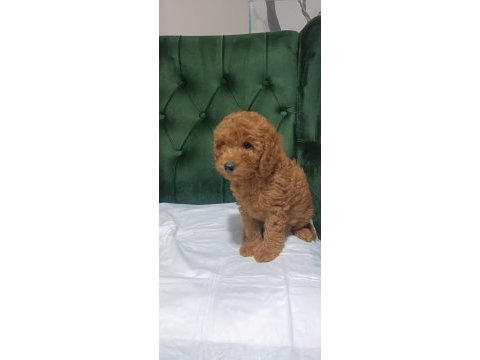 Lekesiz tek renk kıvır kıvır poodle