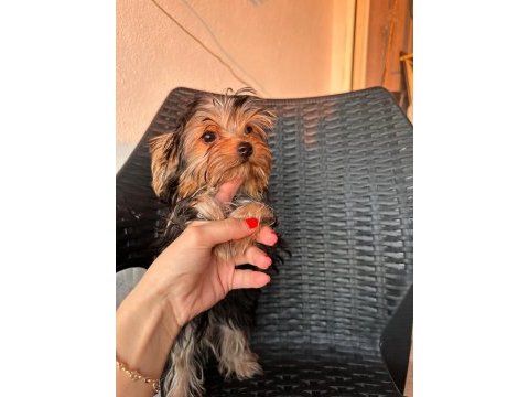 Teacup yorkshire terrier