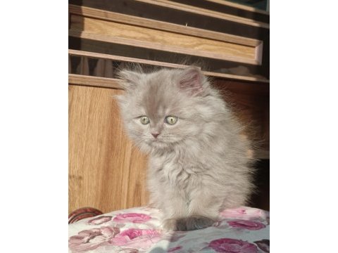British longhair erkek yavrumuz
