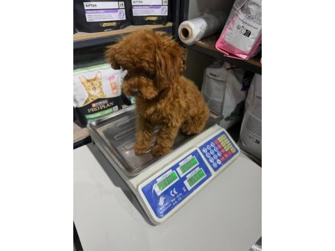 Kore yetişkin ve toy poodle bebekler