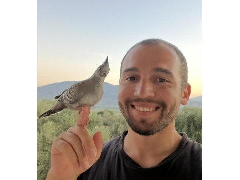 Crested pigeon (avustralya kumrusu)