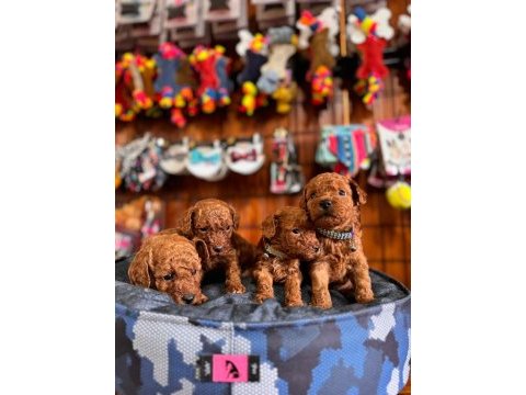 Muhteşem toy poodle bebekler