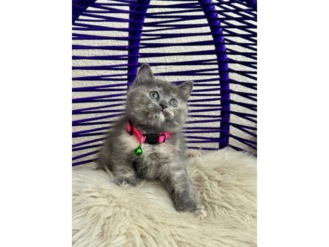 British shorthair yavrular