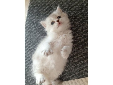 Silver blue point güzeller güzeli british longhair yavrular