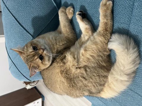 British shorthair golden 9 aylık erkek