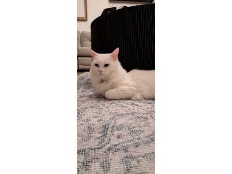Mecburiyetten ankara kedisi / dişi / istanbul