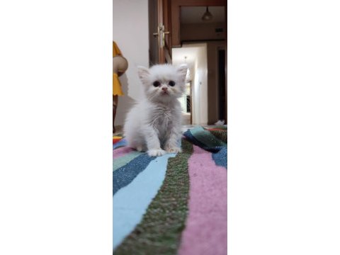 British shorthair yavrum