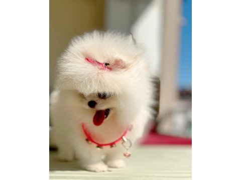 Üst düzey kalitede beyaz pomeranian dişi yavru