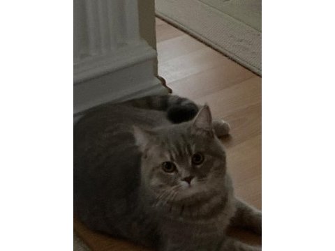 9 aylık uysal scottish fold kedisi