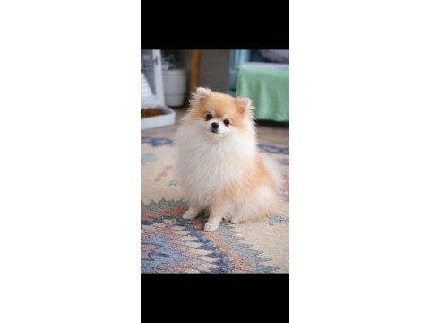 Pomeranian mini boy bakımlı