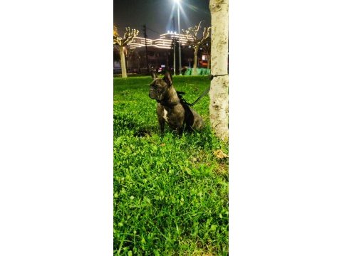 French bulldog