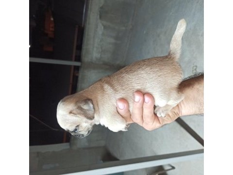Sıfır burun gül kuyruklu pug mops yavrular