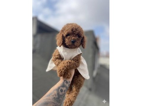 Red brown toy poodle yavrular