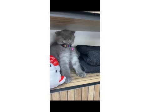 Kedimiz lavabo lavabo ihtiyacını öğrenmiştir