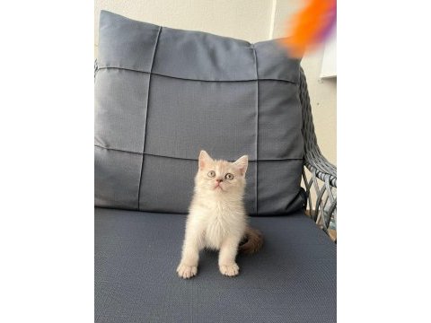 British shorthair yavrular