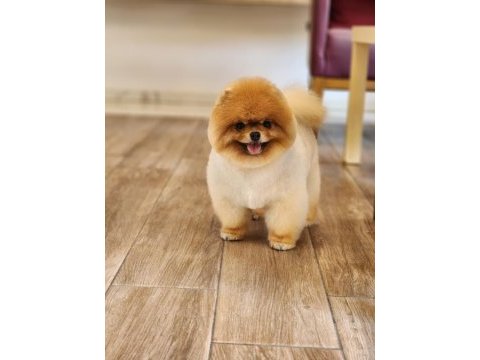 Gerçek ayı surat pomeranian boo türkiyenin enleri