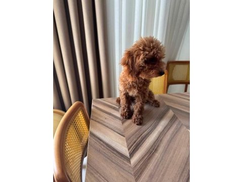3 aylık erkek toy poodle