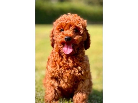 A kalite toy poodle yavru köpekler