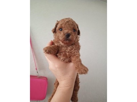 2 erkek poodle 2 aylık
