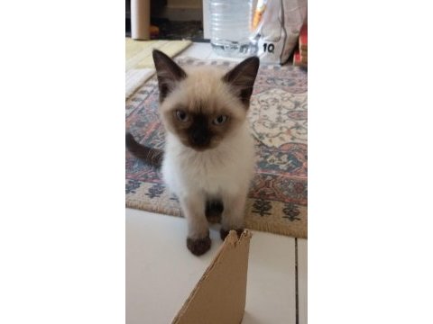 Scottish straight blue point ve chocolatte point yavrular