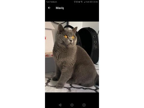 Sahiplendirme british shorthair