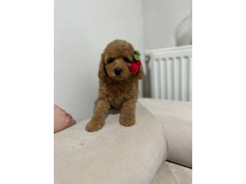 Yüksek kalite maltipoo dişi yavru