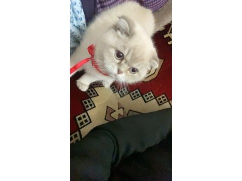 6 aylık dişi scottish fold