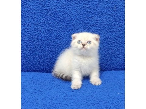 Scottish fold mavi boncuk buyrun 