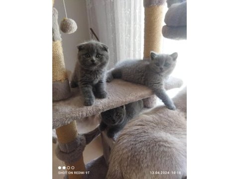 Sahiplenilmeyi bekleyen şecereli scottish fold yavrular