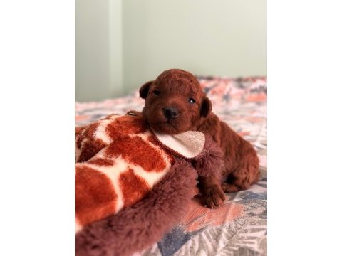 Kore teacup ve toy poodle yavruları