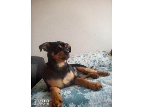 6 aylık erkek minyatür pinscher