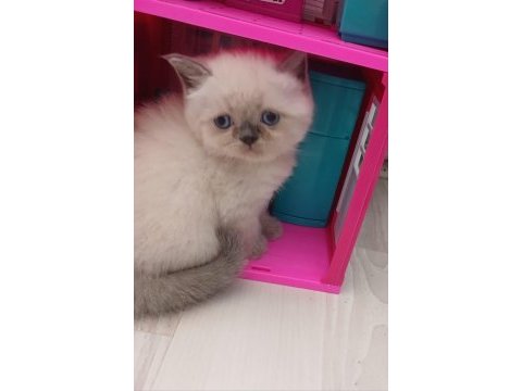 British shorthair yavruları