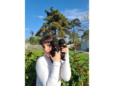 Siyah toy poodle yavrularımız