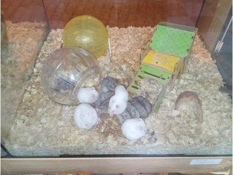 Yavru hamster