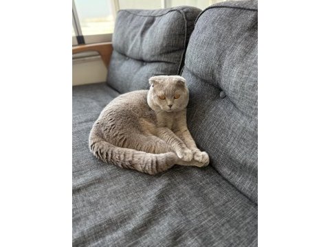 Scottish fold erkek 1 yaşında