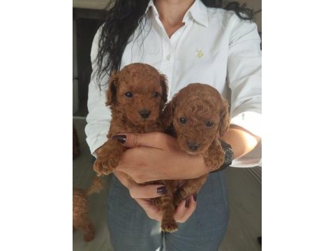 Birbirinden güzel toy poodle bebeklerimiz