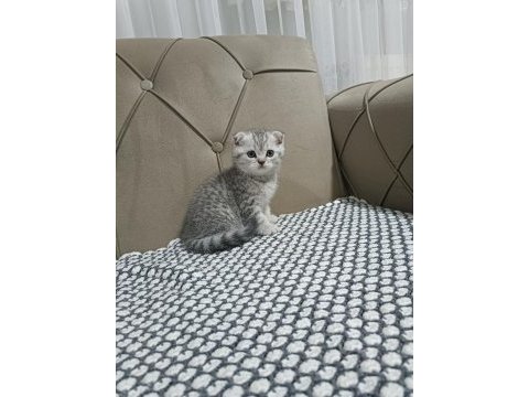 Scottish fold silver biblo surat