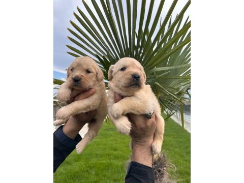 Golden retriever yavrular