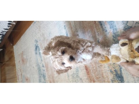 İzmir erkek maltipoo