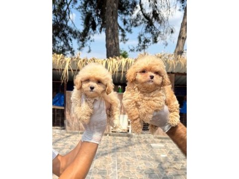 Maltipoo yavrularımız