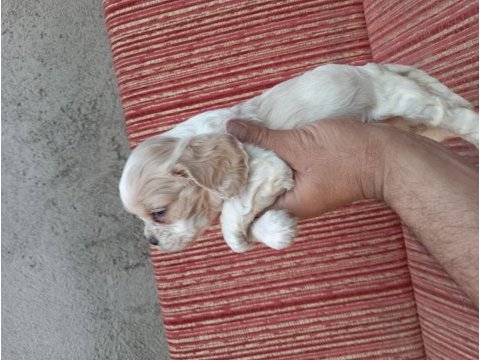 Cavalier king charles bebişler