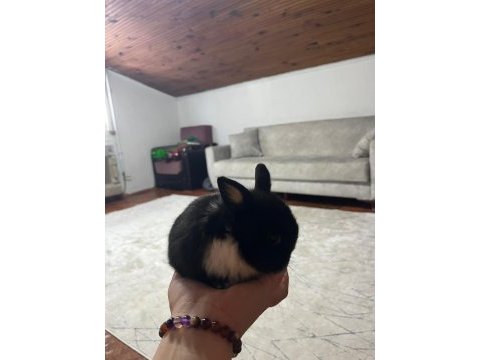 Cüce tavşan yavru