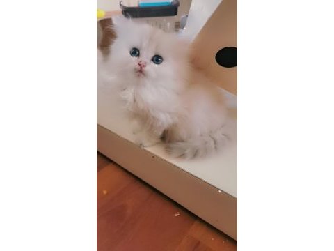 Tombul şirin silver british longhair erkek