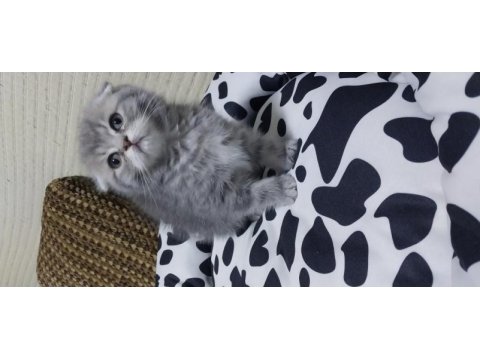 Yavru scottish fold kedilerimiz teslime hazırdır