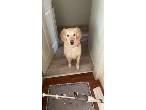 Golden retriever köpeğimizi sahiplendirme