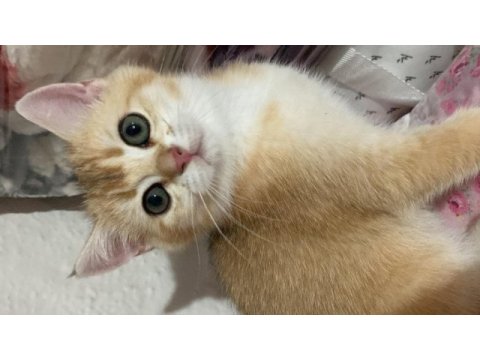 Golden baby british shorthair