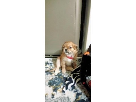 2 aylık dişi pekinez köpeği