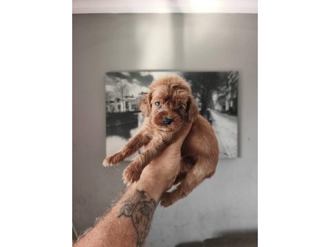 Maltipoo bebekleri
