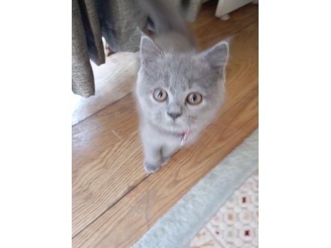 Minik prenses british shorthair
